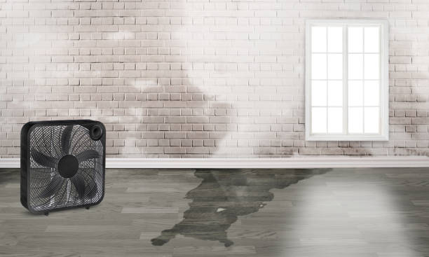 Best Basement water damage restoration  in Hamilton College, NY